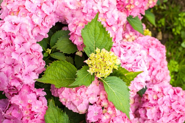 Small hydrangea bush with pink flowers in summer