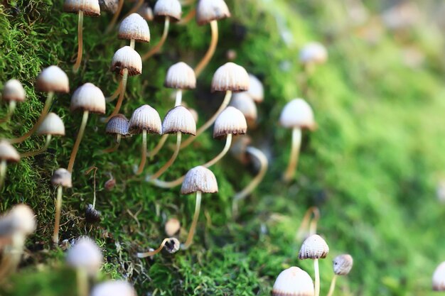 Photo small inedible mushrooms, poisonous mushrooms forest background macro nature wild