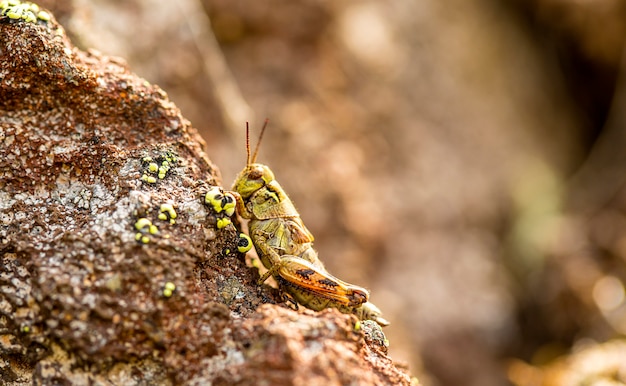 Small insect grasshopper on the volcanic stones,