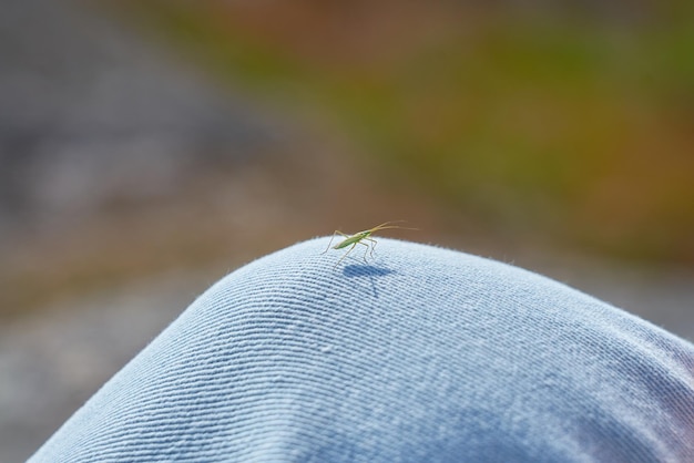 A small insect on jeans with a blurry background