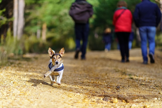 Small Jack Russell dog with a big stick in his mouth and playing with the owner in the field