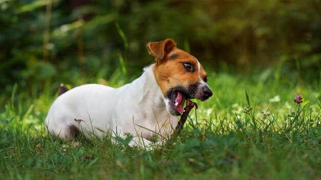 Small Jack Russell terrier dog, playing with wooden stick, chewing it, blurred grass and trees background.