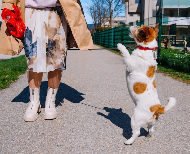 A small Jack Russell Terrier dog walking with his owner in a city alley Outdoor pets healthy living and lifestyle