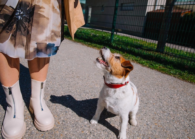 A small Jack Russell Terrier dog walking with his owner in a city alley Outdoor pets healthy living and lifestyle