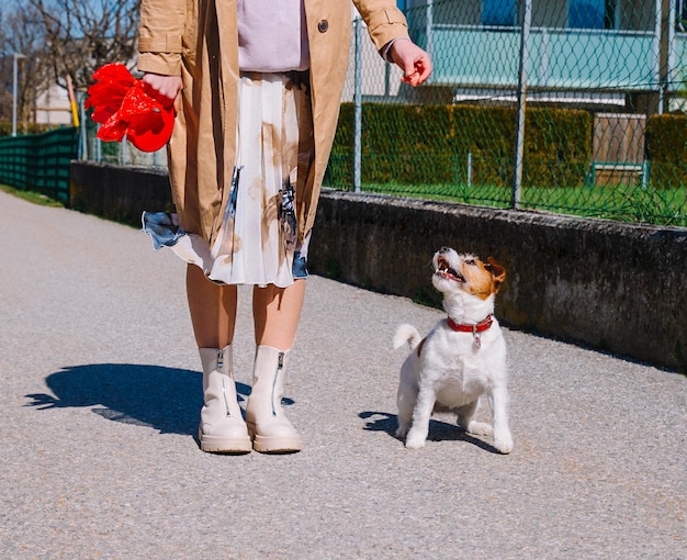 A small Jack Russell Terrier dog walking with his owner in a city alley Outdoor pets healthy living and lifestyle