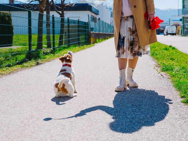 A small Jack Russell Terrier dog walking with his owner in a city alley Outdoor pets healthy living and lifestyle