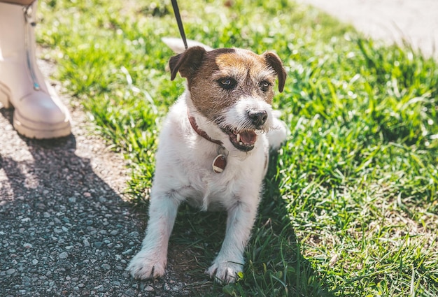 A small Jack Russell Terrier dog walking with his owner in a city alley Outdoor pets healthy living and lifestyle