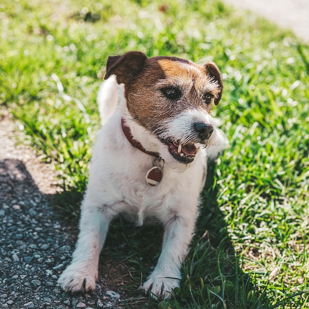 A small Jack Russell Terrier dog walking with his owner in a city alley Outdoor pets healthy living and lifestyle