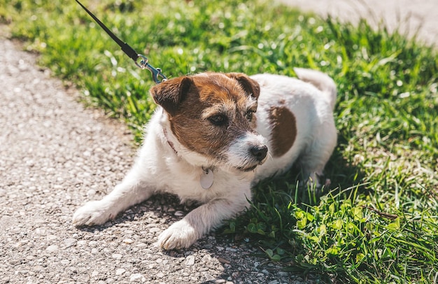 A small Jack Russell Terrier dog walking with his owner in a city alley Outdoor pets healthy living and lifestyle