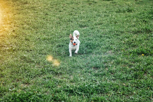 Small Jack Russell terrier runs on green grass in natural park