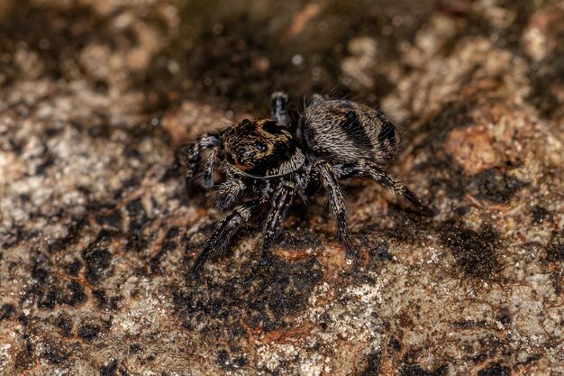 Small jumping spider of the genus Corythalia