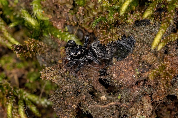 Small jumping spider of the genus Corythalia