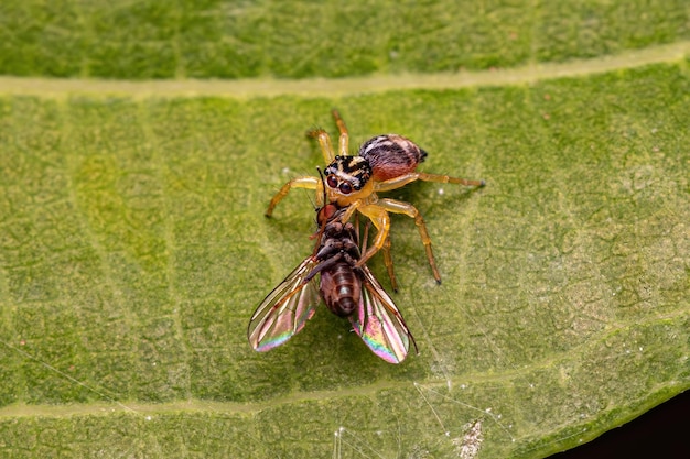 Photo small jumping spider of the genus frigga