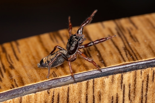 Small jumping spider of the species Breda modesta