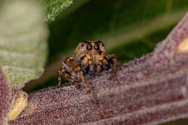 Small Jumping Spider of the Subtribe Dendryphantina