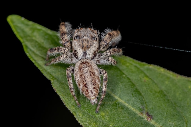 Small Jumping Spider of the Subtribe Dendryphantina