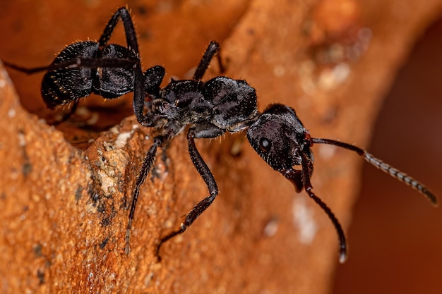 Small Jumping Spider of the Subtribe Dendryphantina