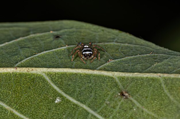 Small Jumping Spider