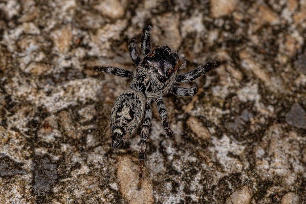 Small Jumping Spider