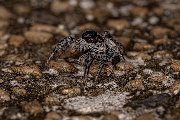 Small Jumping Spider