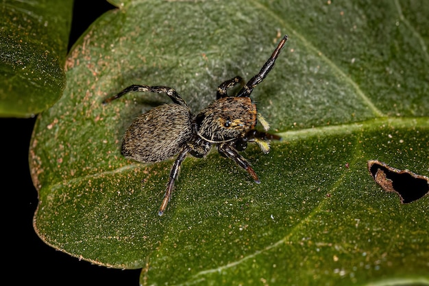 Small Jumping spider