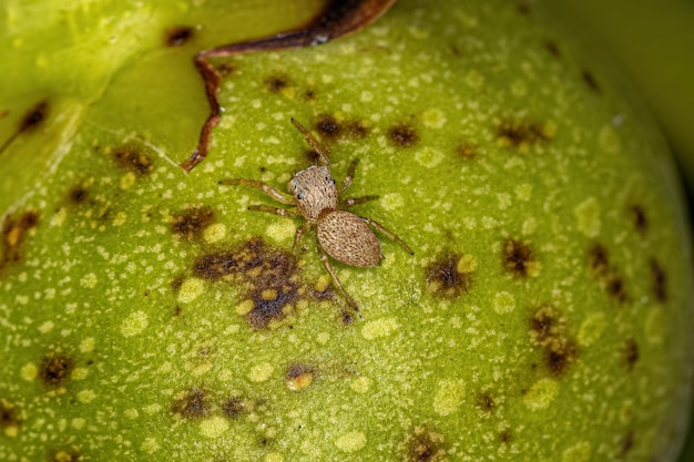 Small Jumping Spider