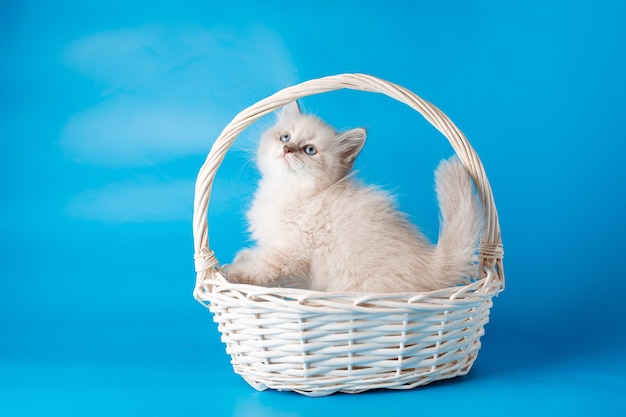 A small kitten in a basket on a blue background