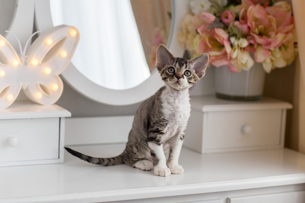 a small kitten of black tabby and white color of the Devon Rex breed sits on a dressing table