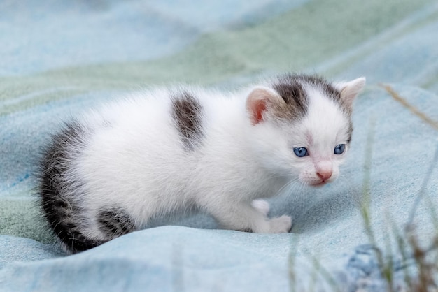 A small kitten in the garden on an old blanket