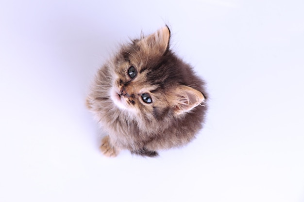 Small kitten isolated on white