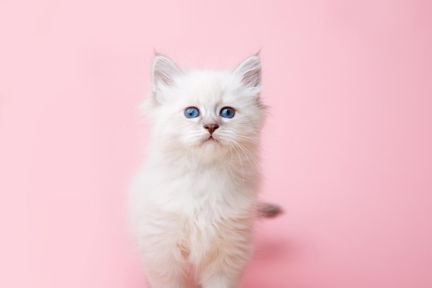 A small kitten of the Neva breed on a pink background