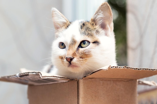 A small kitten sits in a cardboard box and looks out of the box cautiously