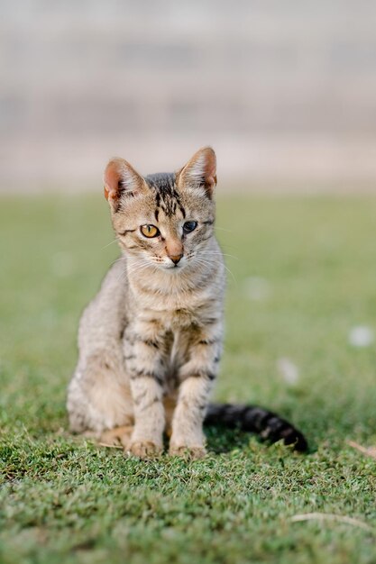 A small kitten sits on the grass with one blind eye Sitting outside on the grass in summer Concept handicapped animals Isolated no people