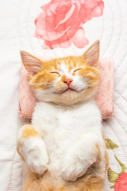 A small kitten sleeps on her back on a white blanket and pillow Comfortable rest and sleep