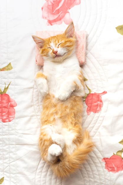 A small kitten sleeps on her back on a white blanket and pillow Comfortable rest and sleep