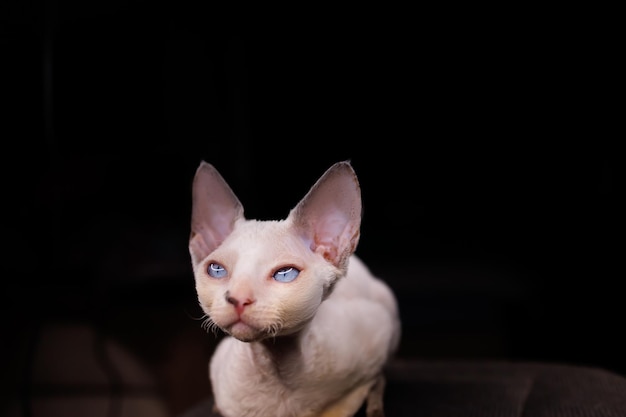 A small kitten who sits on a chair on a black background squinted and hid