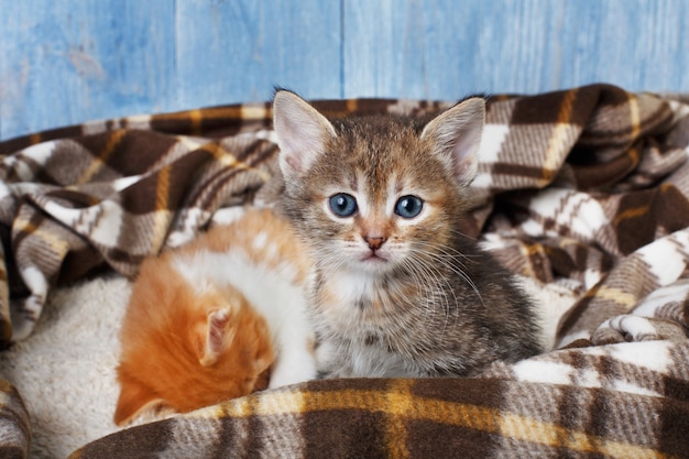 Small kittens grey and ginger at blanket