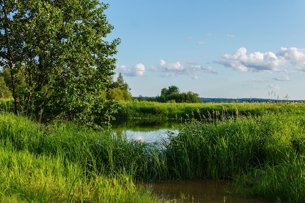 Small lake with reeds among wetlands in the river delta