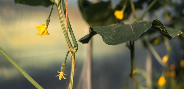 Small and large cucumbers growing in a greenhouse garden flowering vegetables harvest