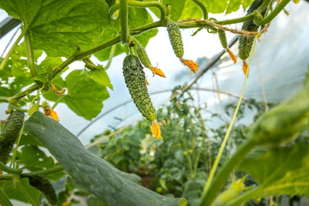 Small and large cucumbers growing in a greenhouse garden flowering vegetables harvest