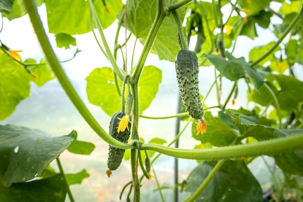 Small and large cucumbers growing in a greenhouse garden flowering vegetables harvest