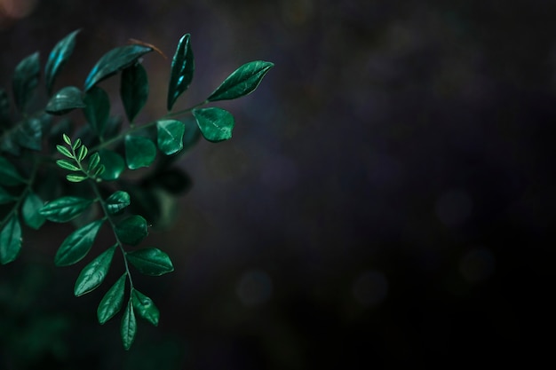 Small leaves on black background