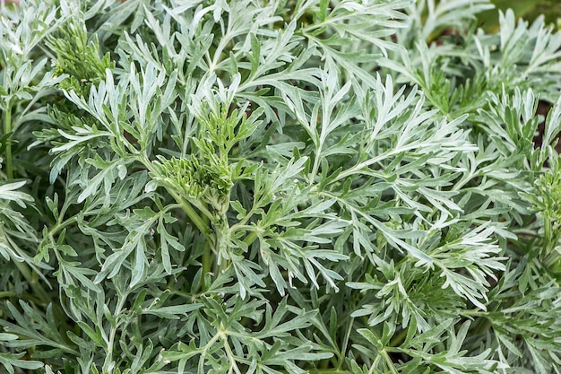 Small leaves of wormwood, top view