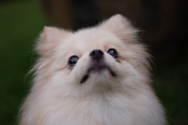 Photo small light brown pomeranian dog looking up on soft focus background