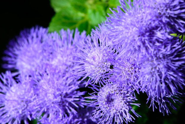 Small lilac flowers in a garden