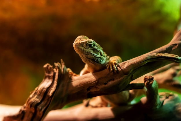 Small lizard in close-up on a branch, mixed colors