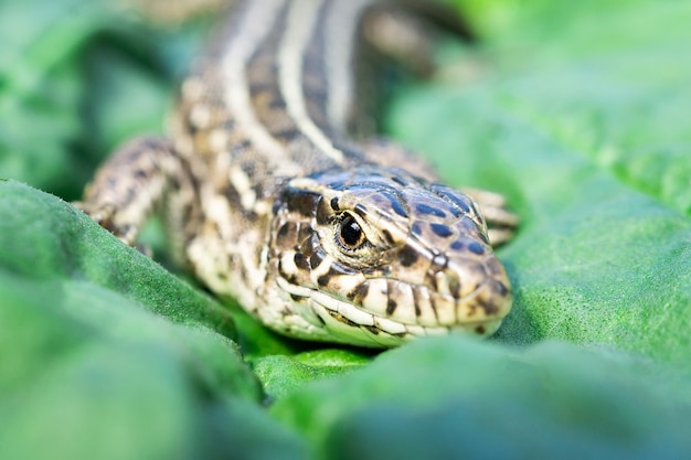 Small lizard on a green leaf