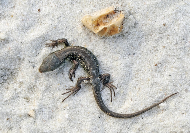 Small lizard just hatched from egg