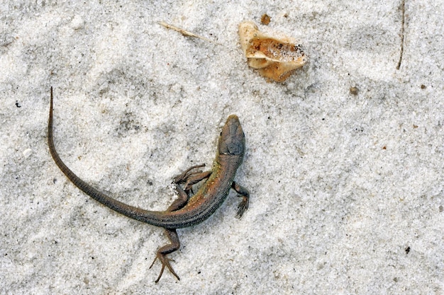 Small lizard just hatched from egg