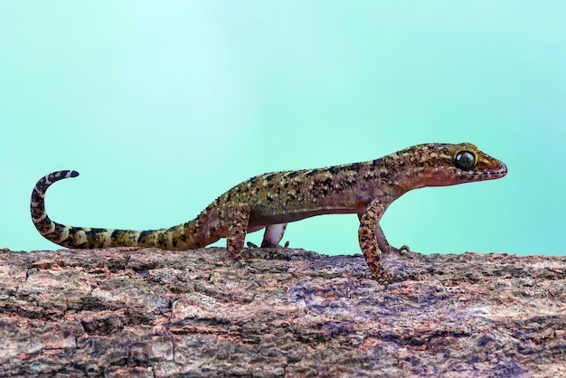 A small lizard on a tree branch with a blue background.